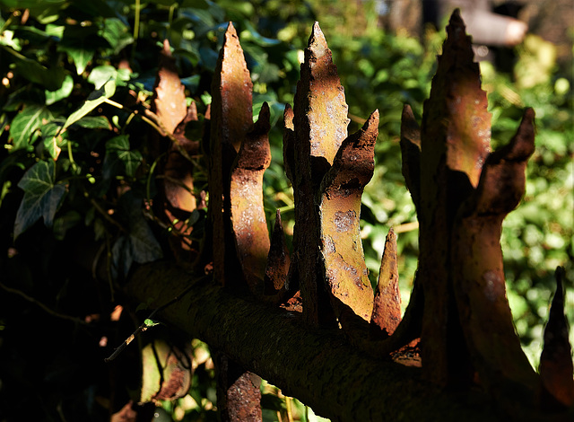 Ripe Rust