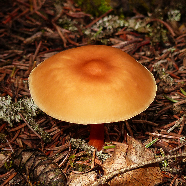 Growing through leaf litter