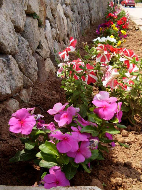 Flowerbeds along the street.