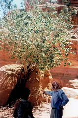 Fig tree in Wadi Rum desert.