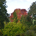 Autumn in Buckland Abbey