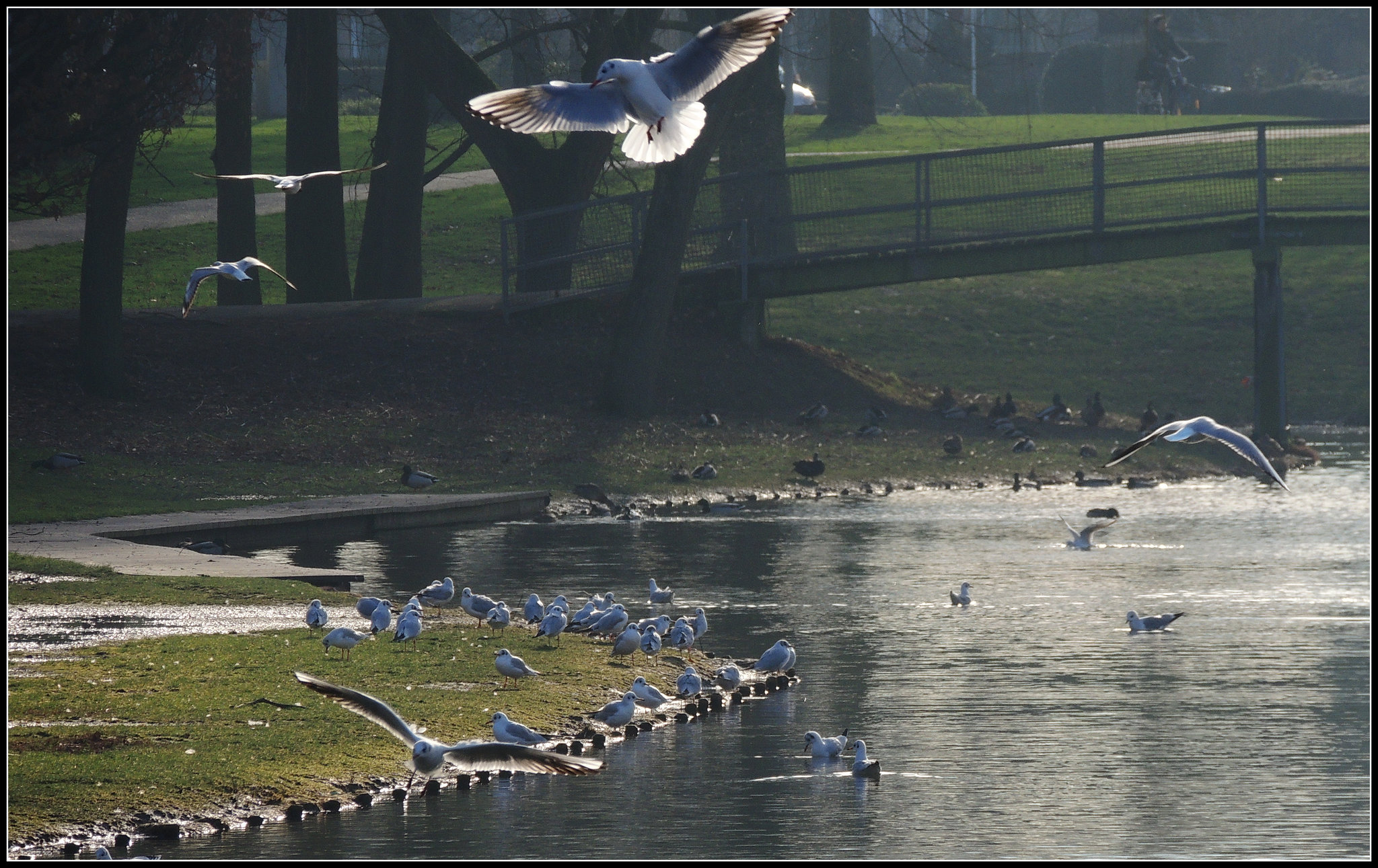 Land-Sea-Gull's