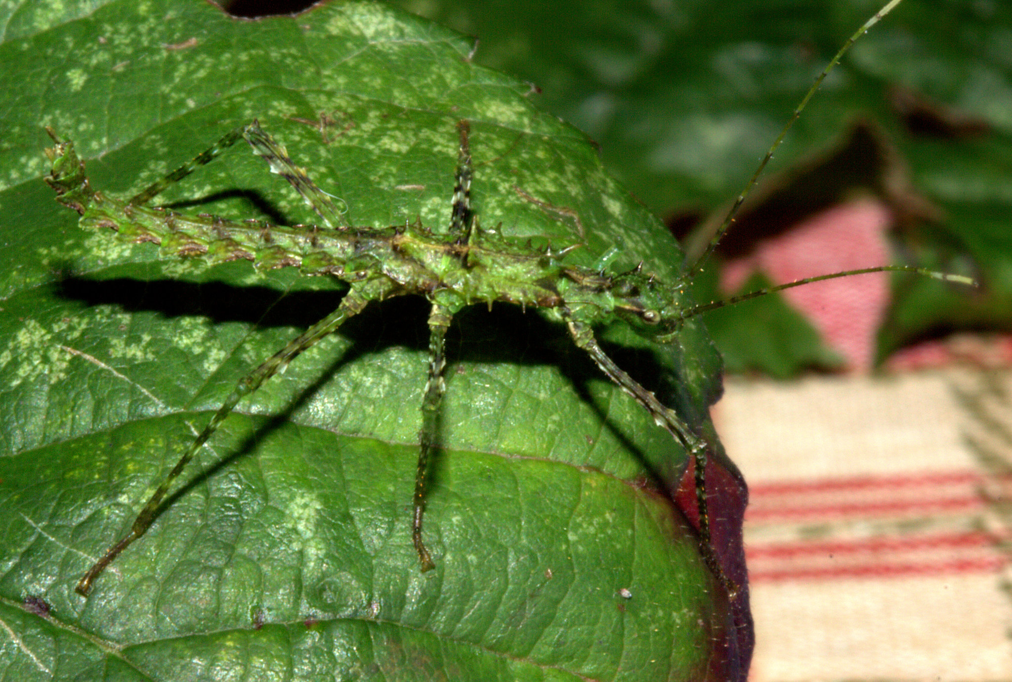 Brockphasma spinifemoralisIMG_3533