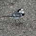 Pied wagtail