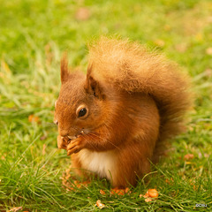 Red Squirrel at breakfast