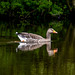 Greylag goose