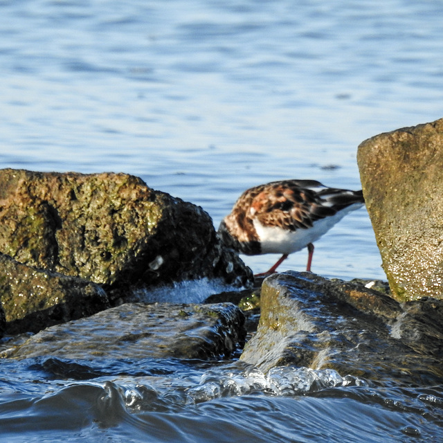 Day 3, Ruddy Turnstone