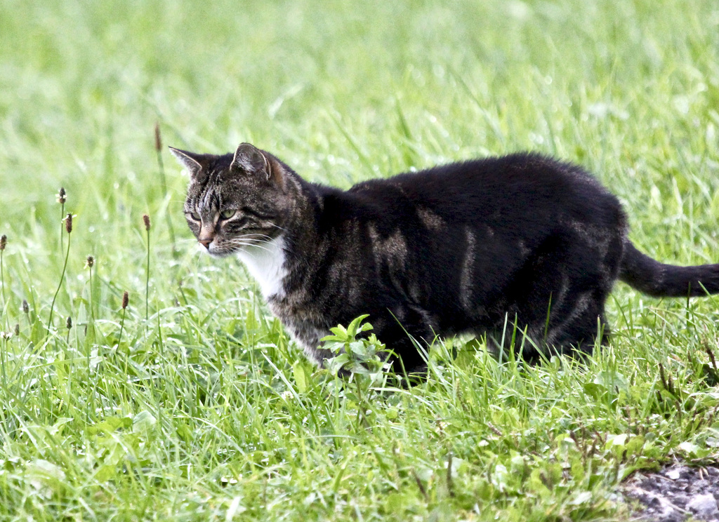 Auf der Jagd