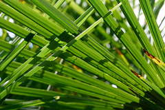 Diagonales vertes