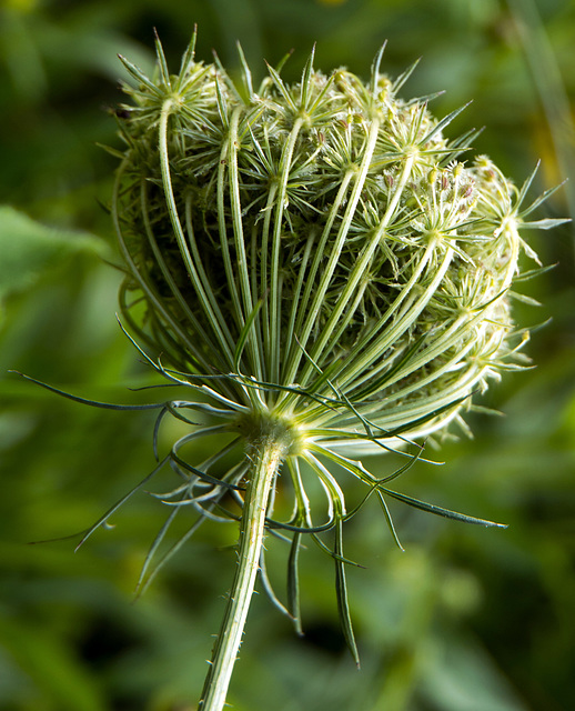 Queen Ann's Lace