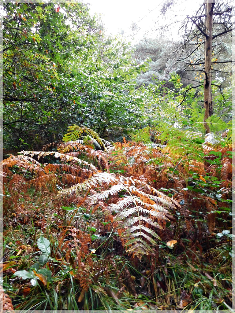 YVIGNAC-BRUSVILY - Le chemins des 7 bornes    (22)