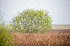 Burton marsh2