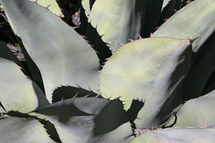 Havard Agave