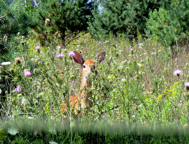 Hiding among tall weeds