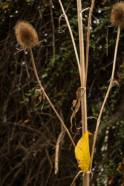 Teasel