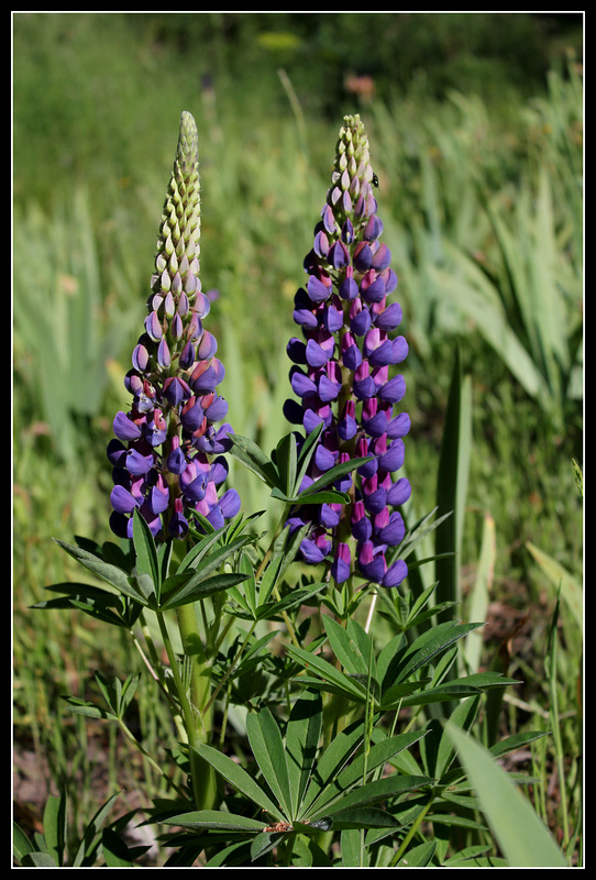 Lupin (2)