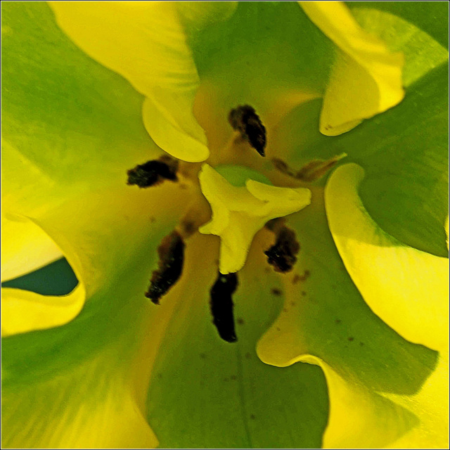 Tulipe jaune et vert 3/3