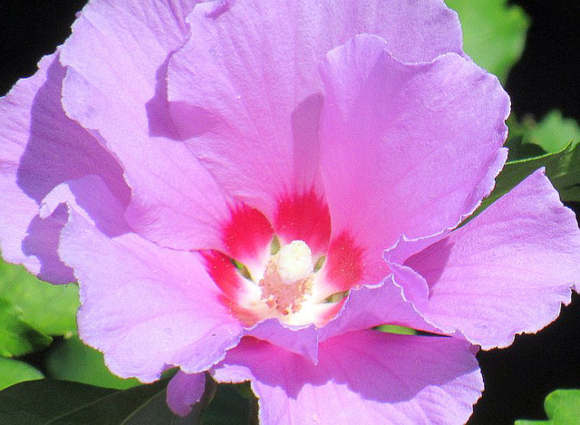 Hibisko