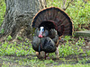 Day 4, Wild Turkey, Pt Pelee, Ontario