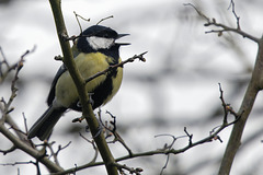 Great Tit