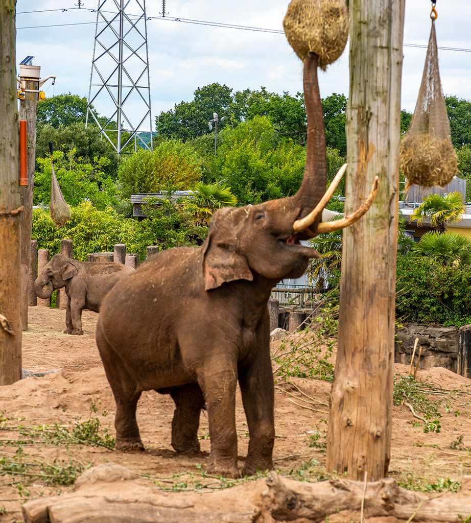 Bull elephant