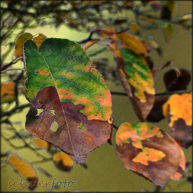 Früher Herbst durch Hitze