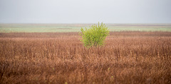 Burton marsh3