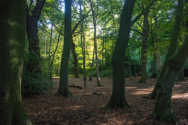 Woodland walk 2