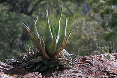 Havard Agave