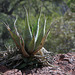 Havard Agave