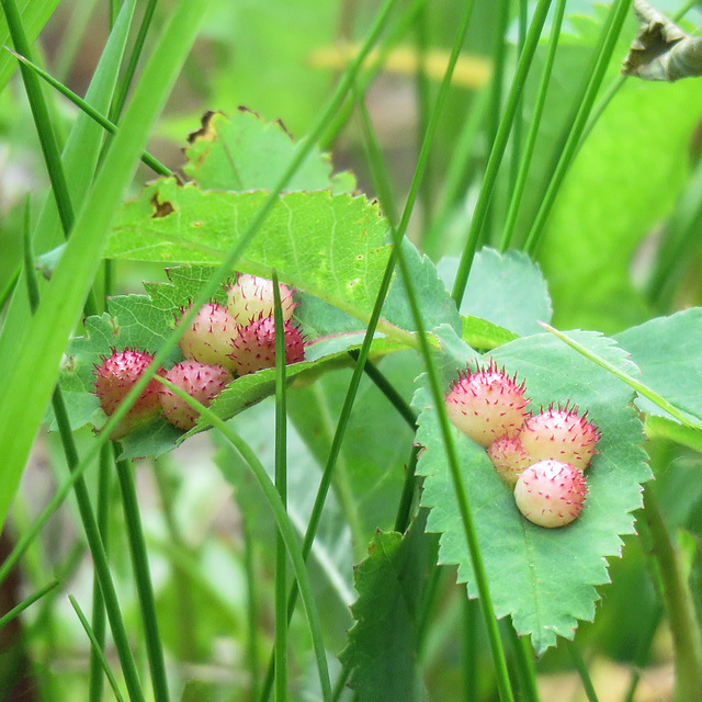 Spiny Rose Galls?