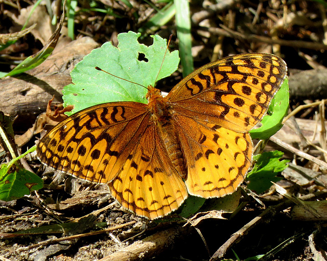 Great Spangled Fritillary