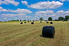 Field of bales