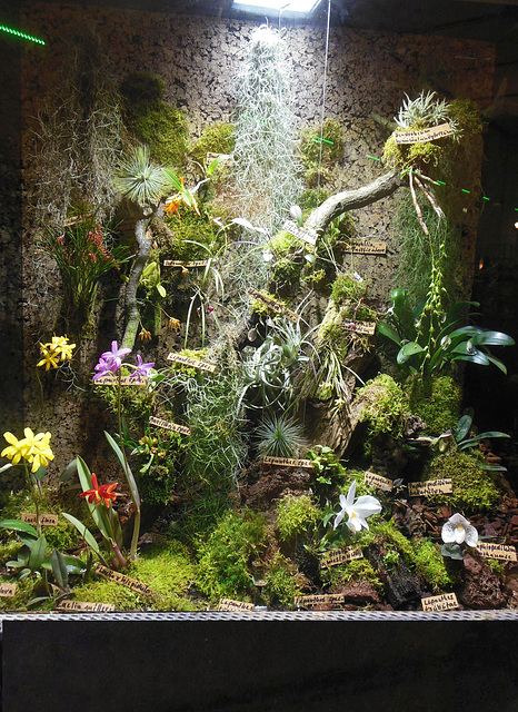 Orchideen- Paludarium