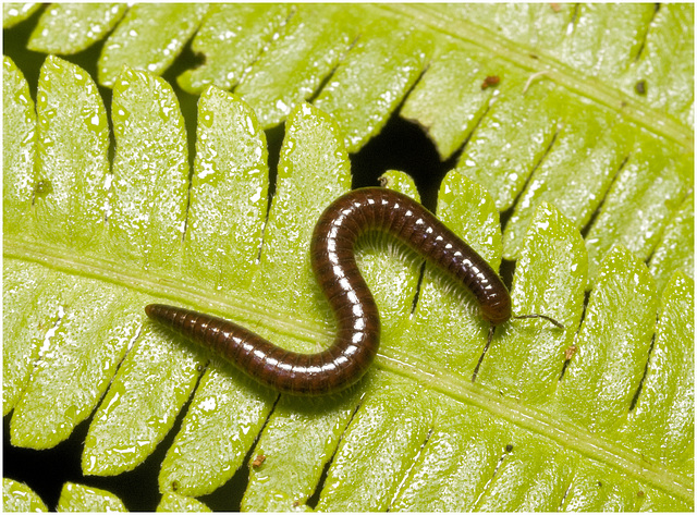 IMG 0486 Millipede