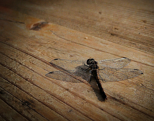 Libelle auf Biertisch (PiP)