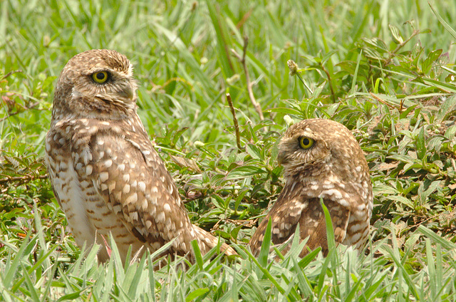 IMG 0019-1owls