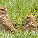 IMG 0019-1owls