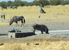 Warzenschwein-Eber