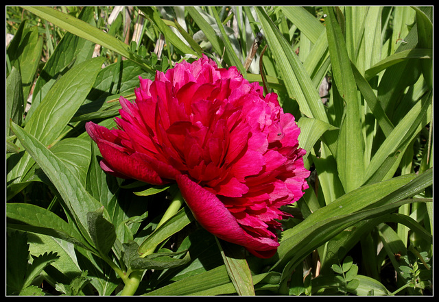 Paeonia officinalis (1)