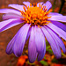 08 Korea- Aster - Aster koraiensis