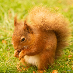 Red Squirrel at breakfast