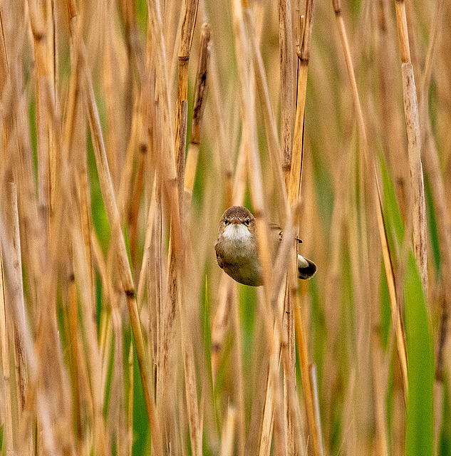 Reed warbler