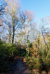 Woodland walk