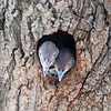 Northern Flicker babies in cavity