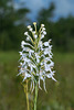 Platanthera conspicua (Southern White Fringed orchid)