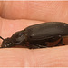 IMG 9964 Beetle