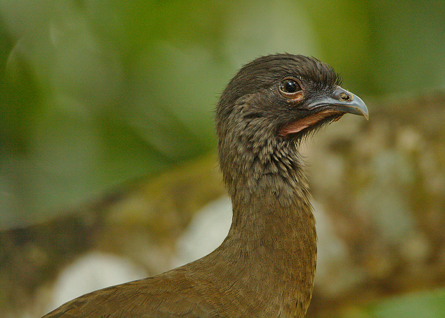 IMG 0054-1birdcloseup