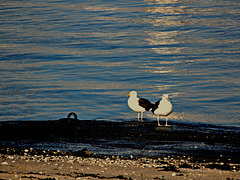 reflets du soir,