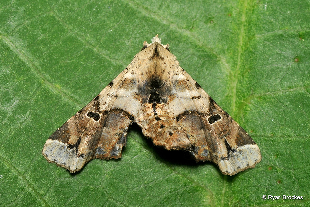 Atacira melanephra (Hampson, 1912)